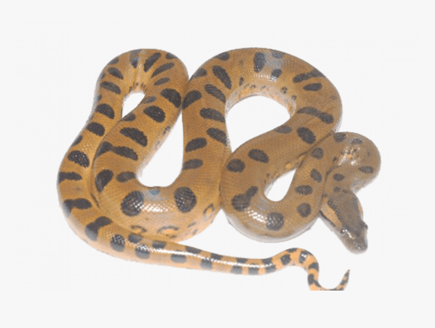 Giant Anaconda Snake Png, Transparent Png, Free Download