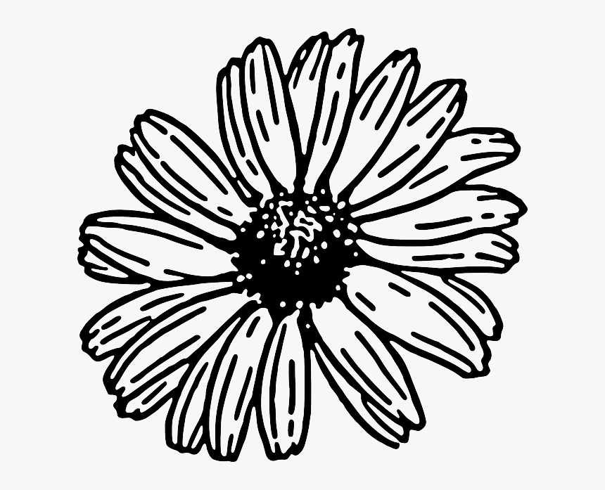Drawn Daisy Daisy Plant - Daisy Clipart Black And White, HD Png Download, Free Download