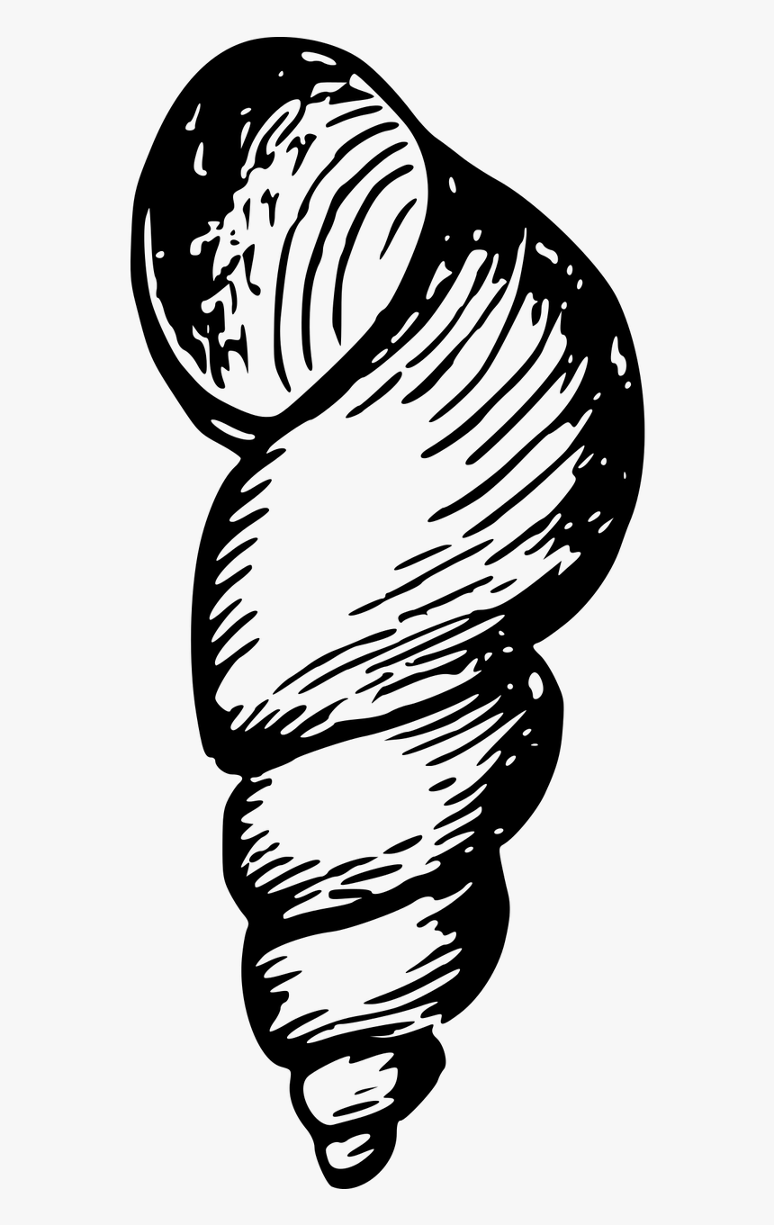 Sea Shell Black And White, HD Png Download, Free Download
