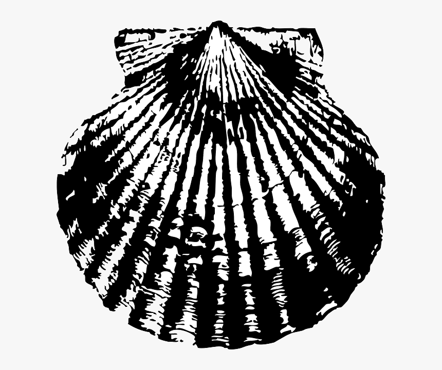 Sand, Pattern, Beach, Ocean, Scallop, Shell, Collect - Line Art Scallop Shell, HD Png Download, Free Download