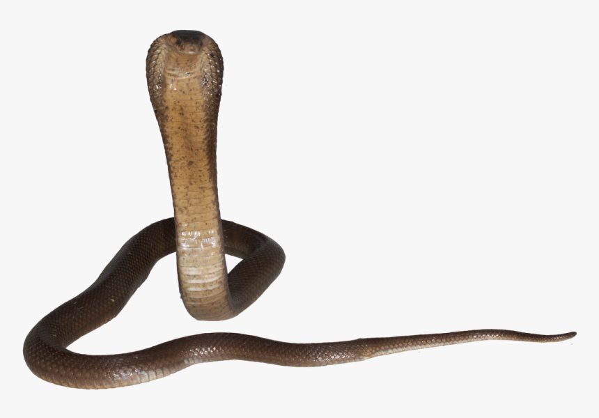 0 Replies 1 Retweet 0 Likes - Indian Cobra, HD Png Download, Free Download