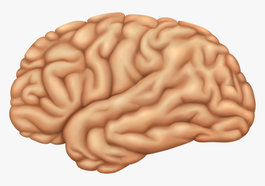 Human Brain Transparent Png - Hemisphere Lateral Brain, Png Download, Free Download