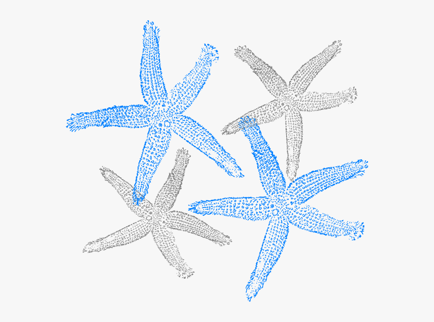 Drawing Starfish Marine Invertebrates - Fish Clip Art, HD Png Download, Free Download