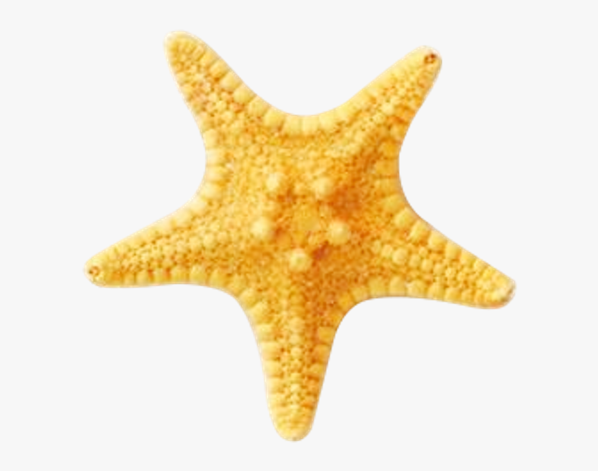 Starfish Ocean Beach Sea Ftestickers - Starfish, HD Png Download, Free Download