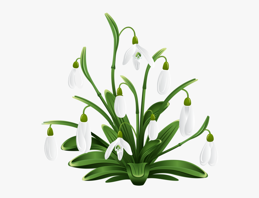 Snowdrops Transparent, HD Png Download, Free Download