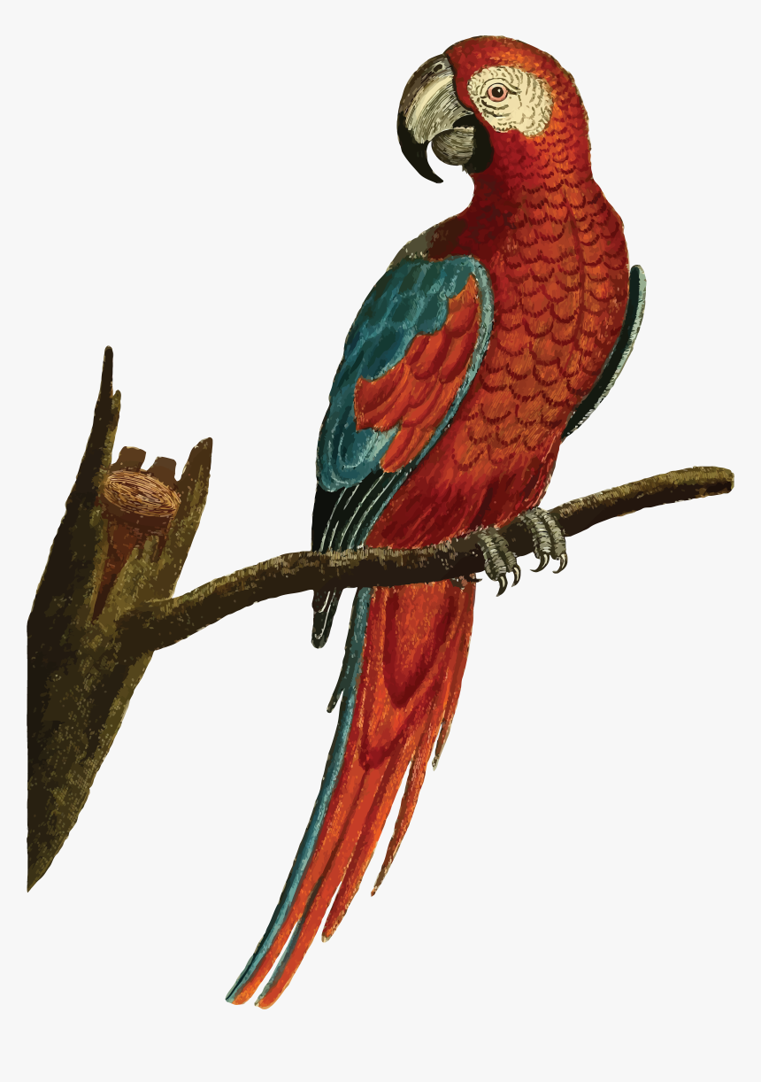 Parrot Birds Clip Art , Png Download - Vintage Parrot Illustration, Transparent Png, Free Download