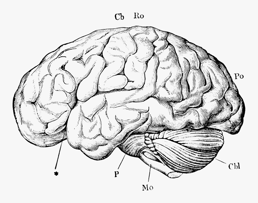 Write Med Mind Body - Aphasia Melodic Intonation Therapy, HD Png Download, Free Download