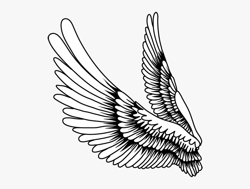 Thumb Image - Feather Wing Drawing, HD Png Download, Free Download