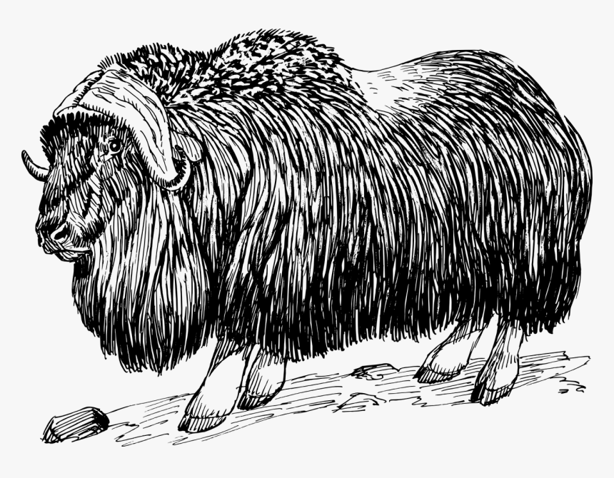 Musk Ox Clipart, HD Png Download, Free Download