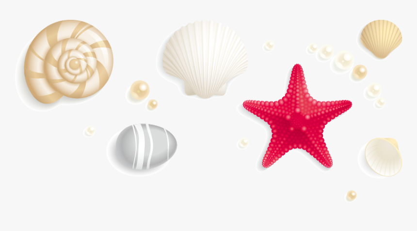 Transparent Starfish Silhouette Png - Cartoon Sea Shells Png, Png Download, Free Download
