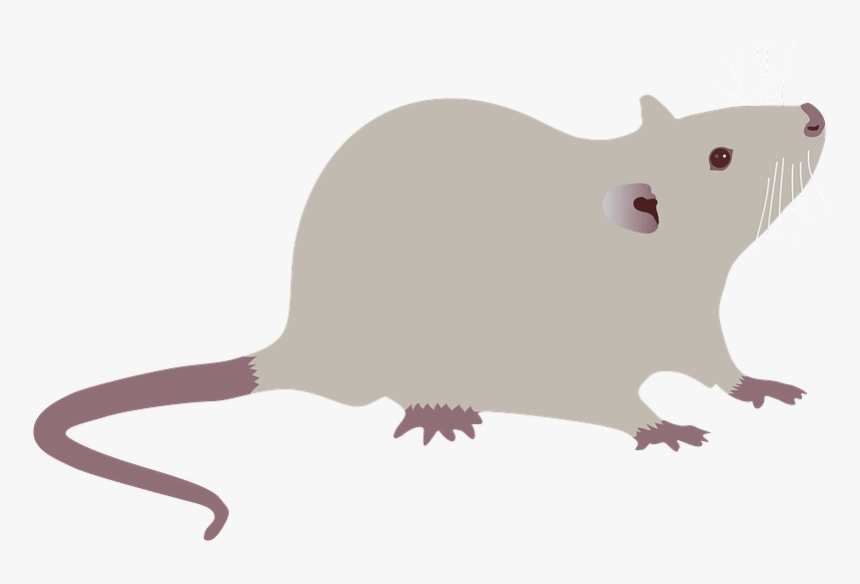 Rat Clipart - Mouse, HD Png Download, Free Download