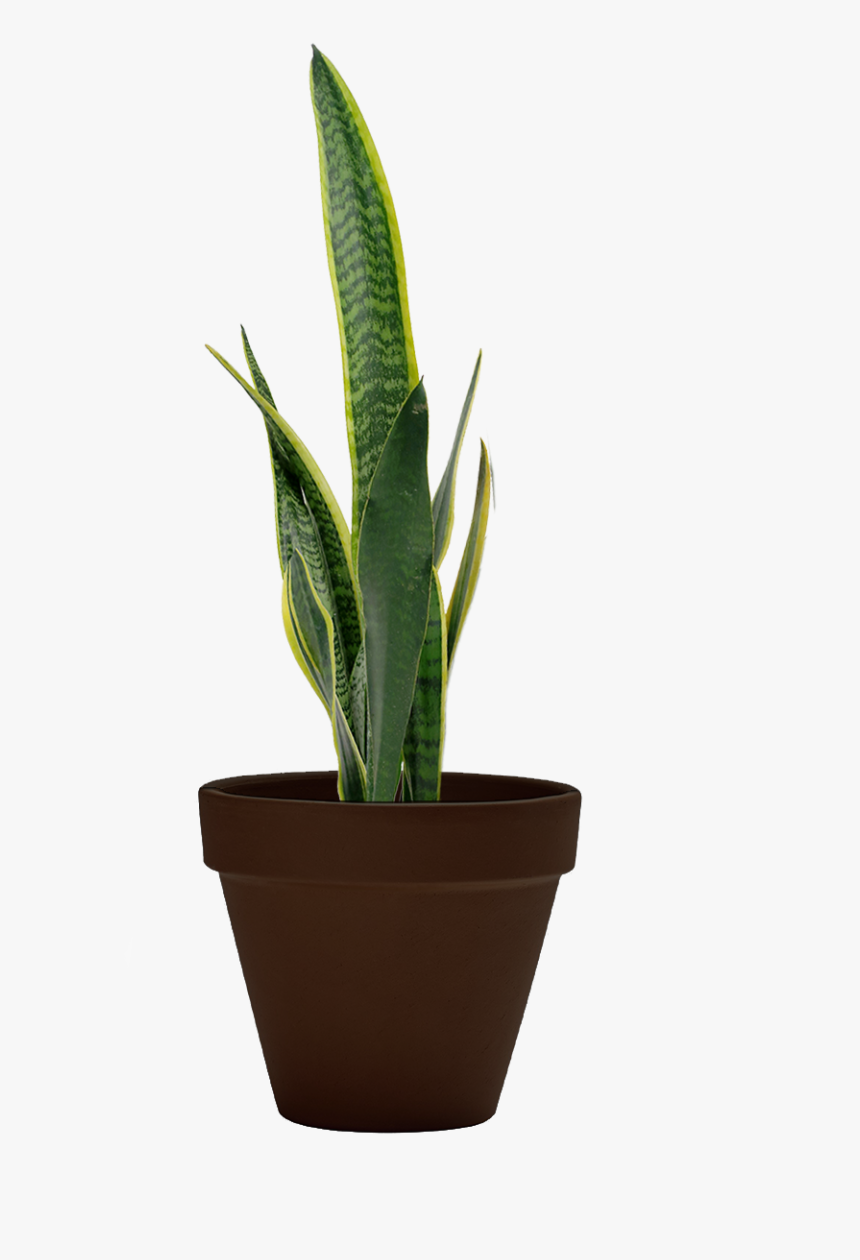 Transparent Snake Tongue Png - Flowerpot, Png Download, Free Download