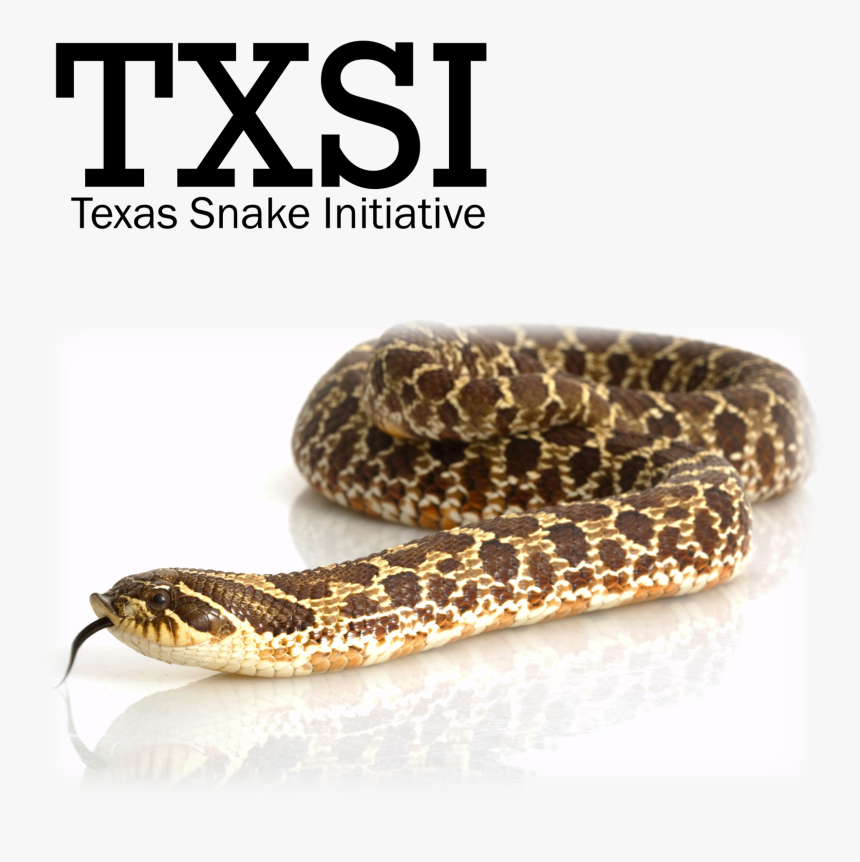 Websiteheader2 - Western Hognose Snake, HD Png Download, Free Download