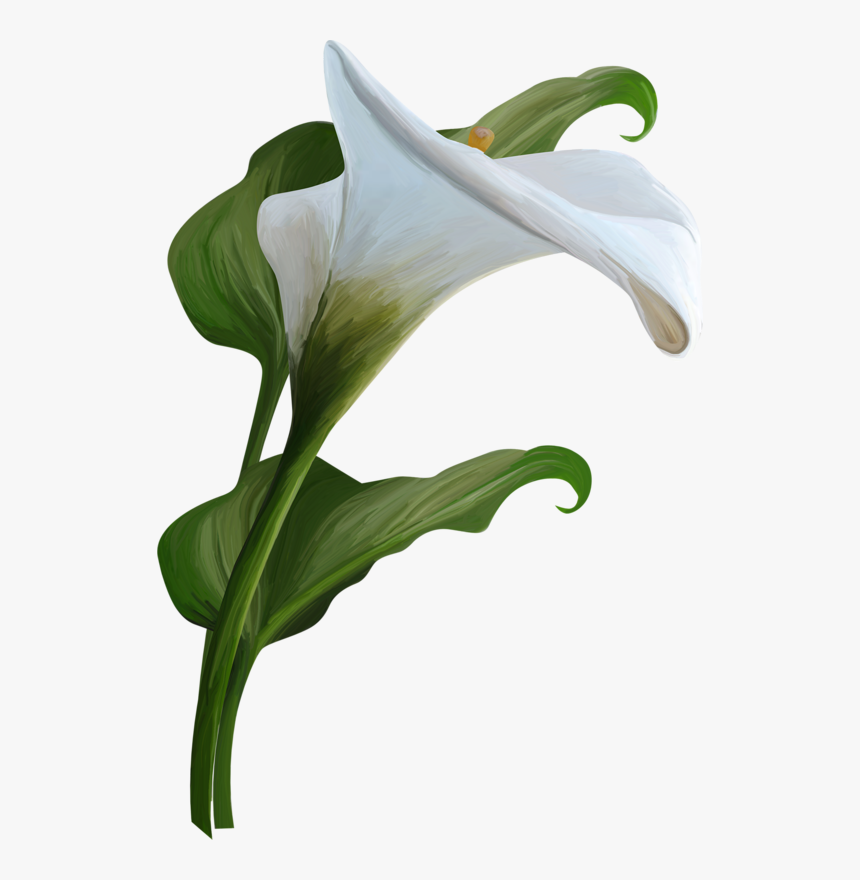 Clip Art Mix - Calla Lily Png, Transparent Png, Free Download