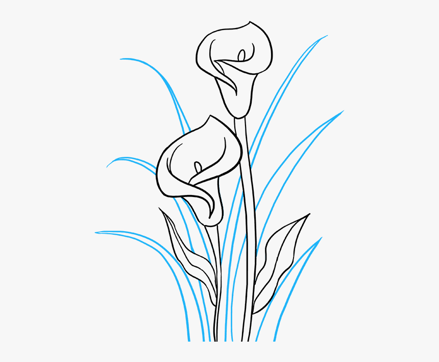 Transparent Calla Lilies Clipart - Lily Calla Easy Drawing, HD Png Download, Free Download