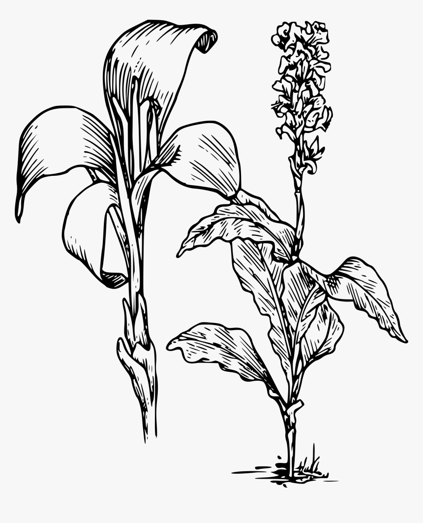 How To Set Use Canna Lily Svg Vector , Png Download - Lily Clipart, Transparent Png, Free Download