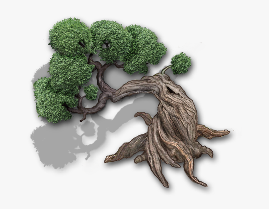 Transparent Bonsai Clipart - Broccoli, HD Png Download, Free Download