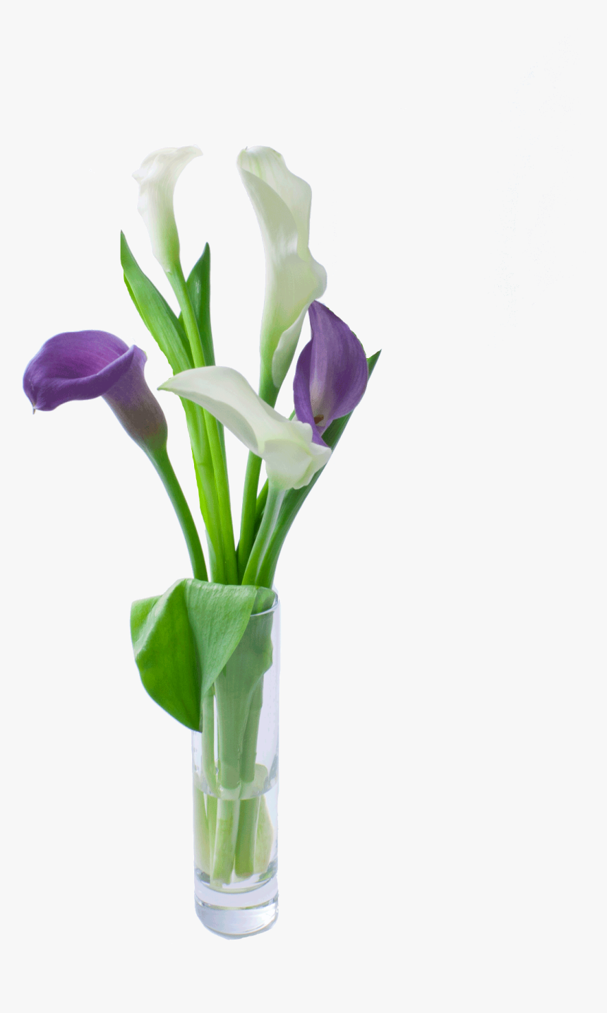 Calla Lily Clipart , Png Download - Giant White Arum Lily, Transparent Png, Free Download