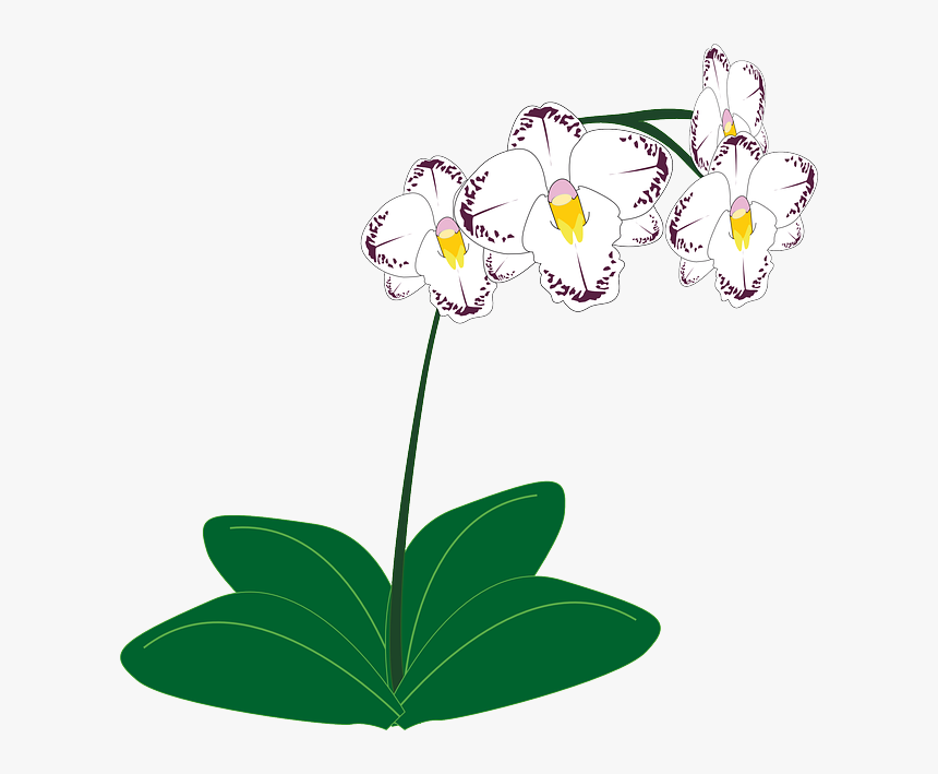 Free Image On Pixabay - Orchid Clipart, HD Png Download, Free Download