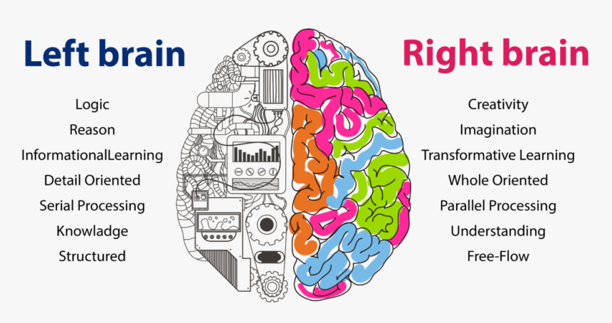 Right Brain Development - Left Brain Right Brain Kids, HD Png Download, Free Download