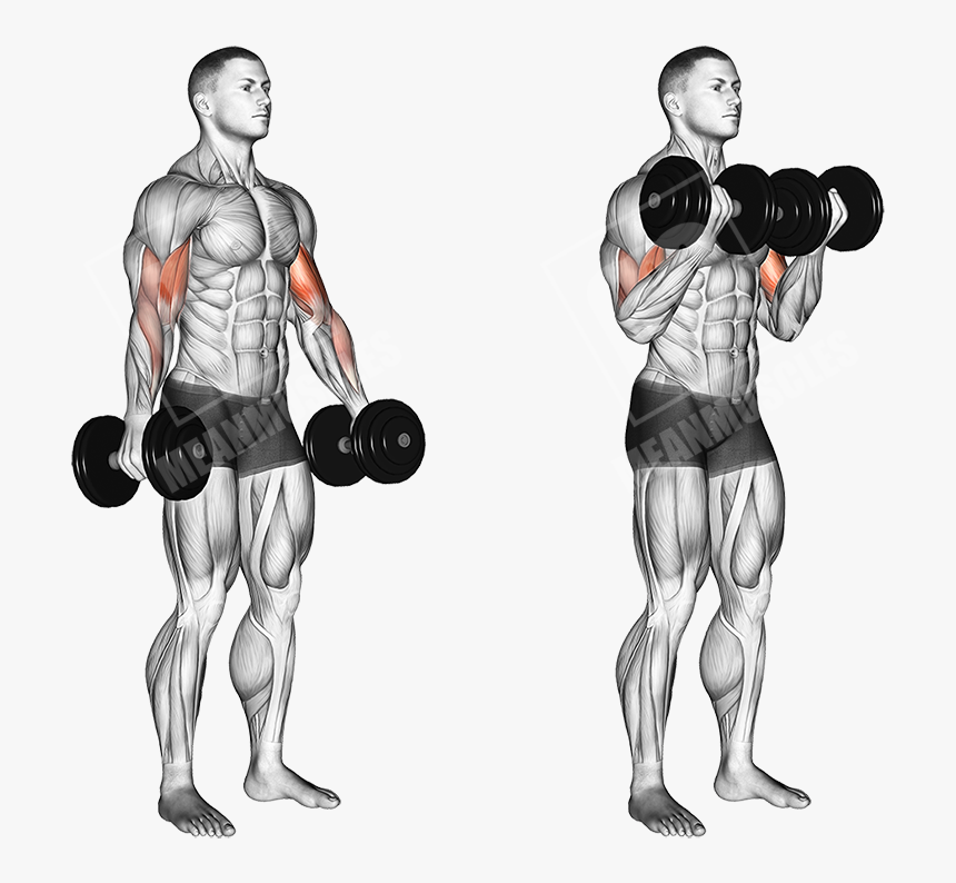 Standing Dumbbell Curl - Dumbell Curl, HD Png Download, Free Download