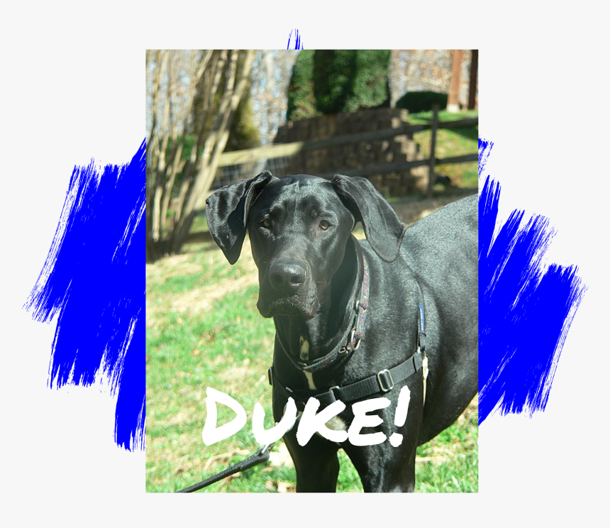 Great Dane Dog Adoption - Labrador Retriever, HD Png Download, Free Download