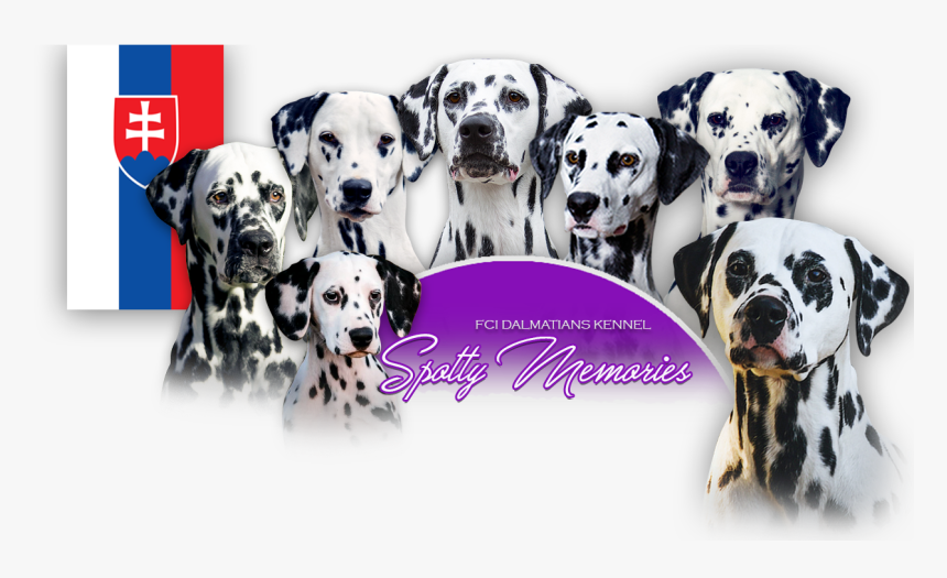 Dalmatian, HD Png Download, Free Download