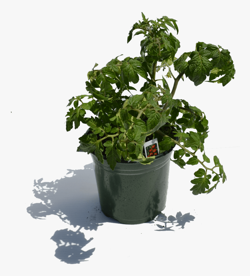 900×900 1 Gal Tomatoe Plant - Flowerpot, HD Png Download, Free Download