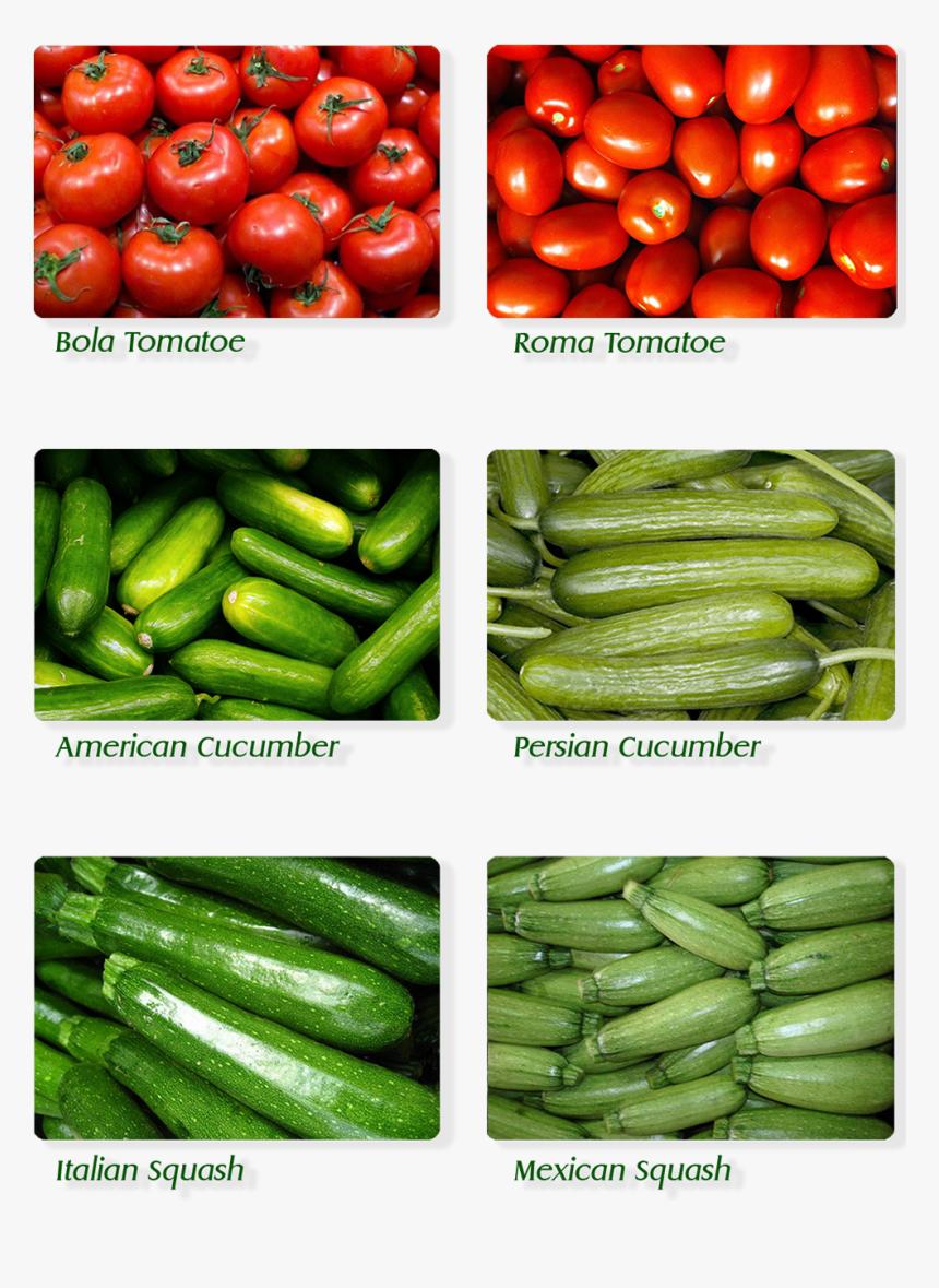 Cucumber , Png Download - Cucumber, Transparent Png, Free Download