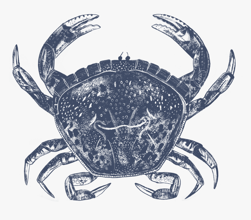 Live Whole Crab Favis Of Salcombe Png Crab Hideouts - Chesapeake Blue Crab, Transparent Png, Free Download