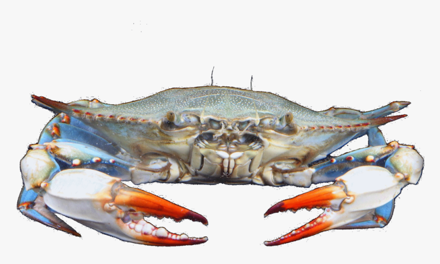 Crab Clipart Crab Feast - Blue Crabs Clip Art, HD Png Download, Free Download