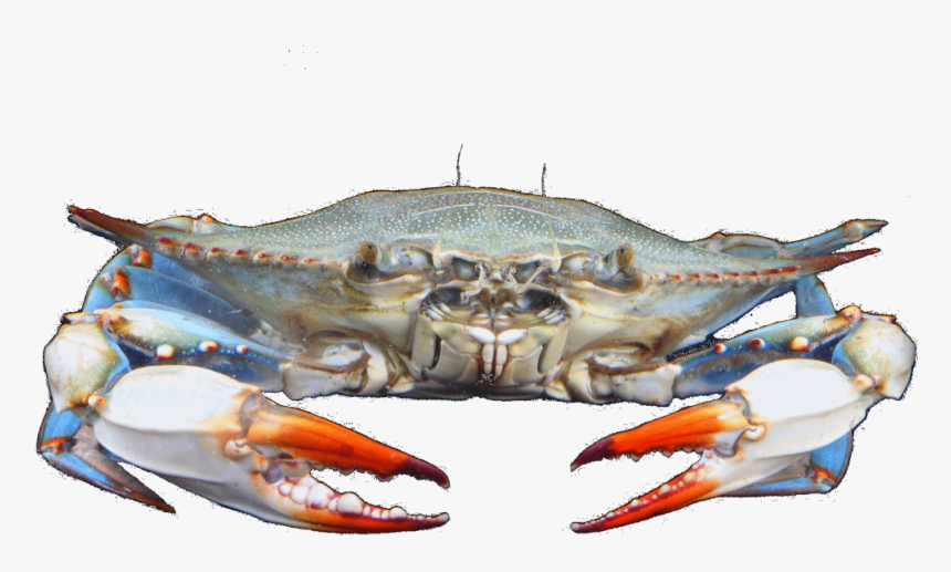 maryland crab clipart