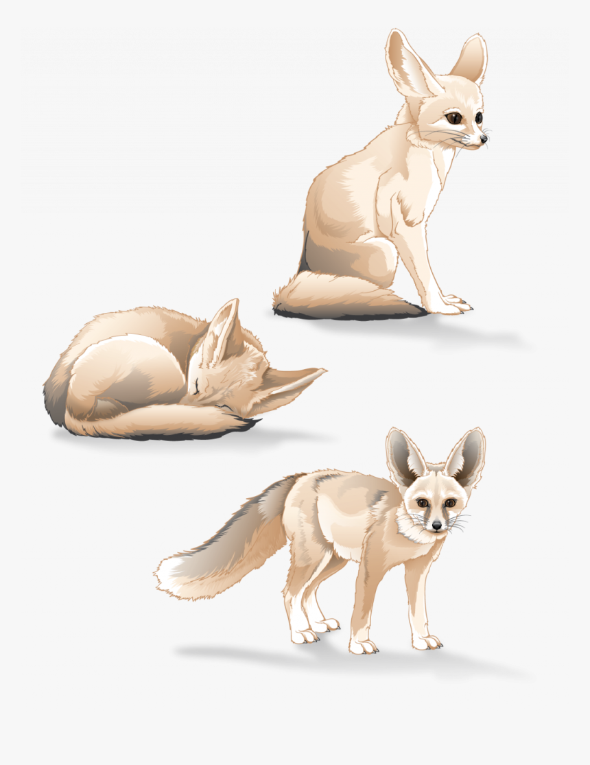 Fennec Fox Study - Fennec Fox, HD Png Download, Free Download