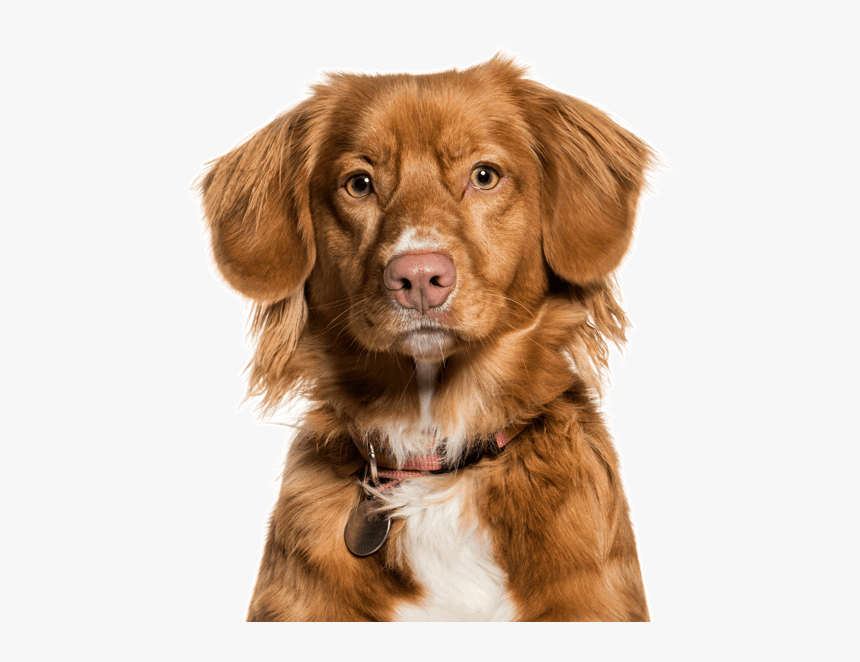 Duck Tolling Retriever Ontario, HD Png Download, Free Download