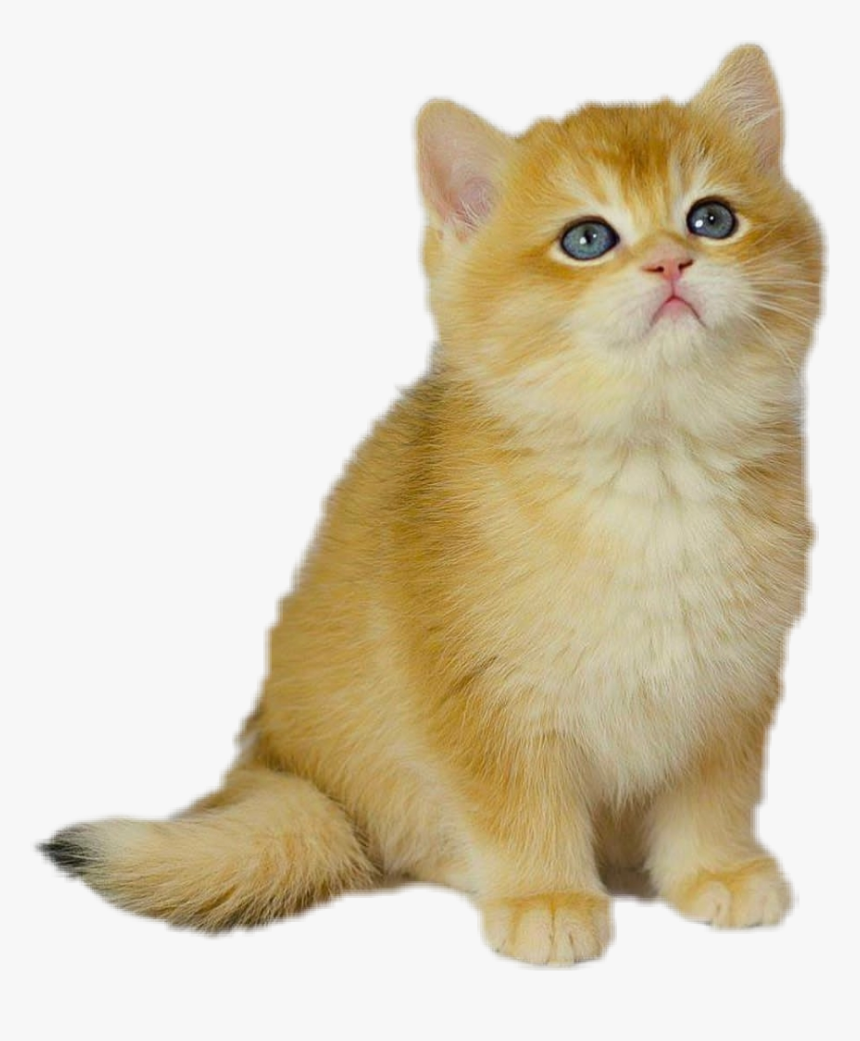 #cat #cute #kitten #lookingup #pet - British Longhair, HD Png Download, Free Download