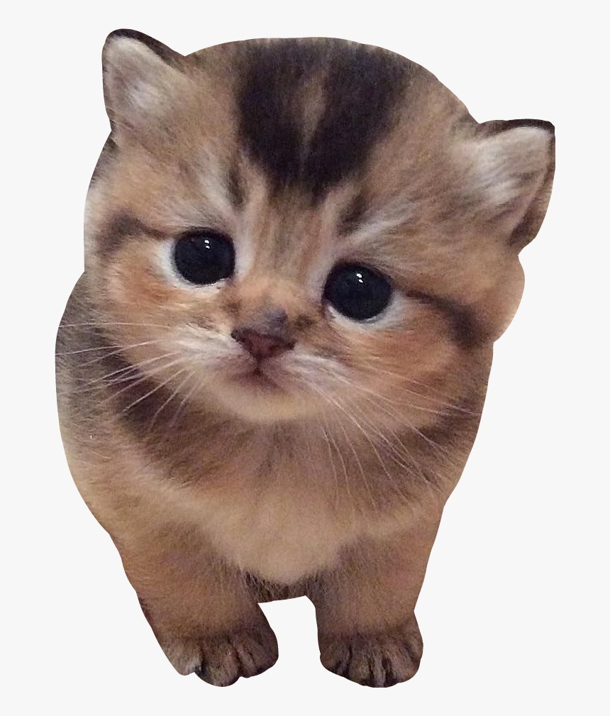 #cat #cats #kitten #kittens #cutecat #cutecats #cutekitten - Very Small Kitten, HD Png Download, Free Download