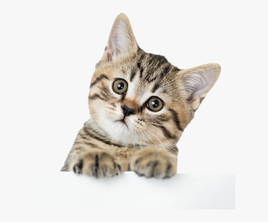 American Shorthair British Shorthair Kitten Dog Puppy - American Shorthair Cat Cute, HD Png Download, Free Download