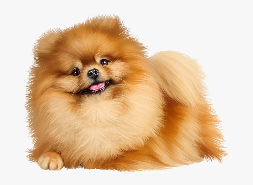 Pomeranian Png , Png Download - Pomeranian Png, Transparent Png, Free Download