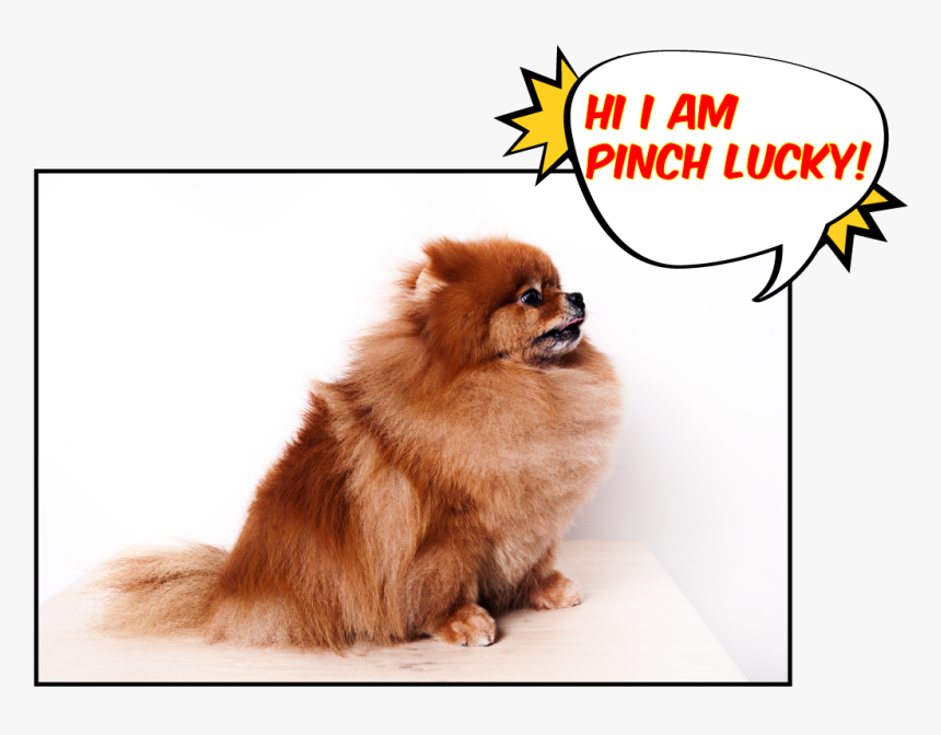 Pomeranian , Png Download - Pomeranian, Transparent Png, Free Download