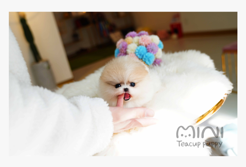 Teacup Pomeranian, HD Png Download, Free Download