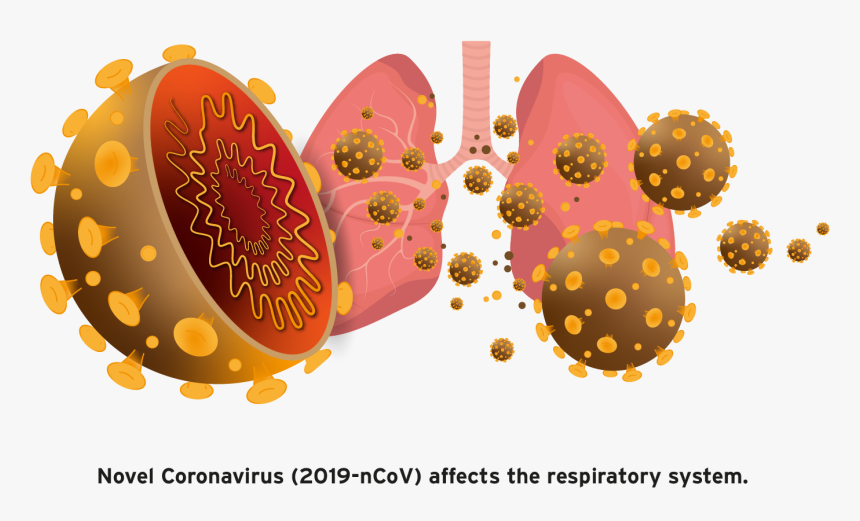 Coronavirus In Egg, HD Png Download, Free Download