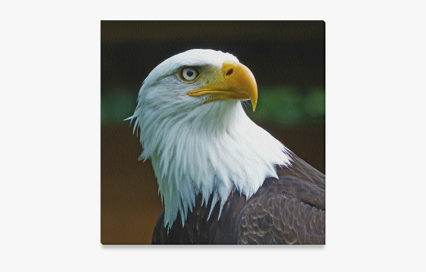 Bald Eagle Head Canvas Print 16"x16" - Bald Eagle, HD Png Download, Free Download