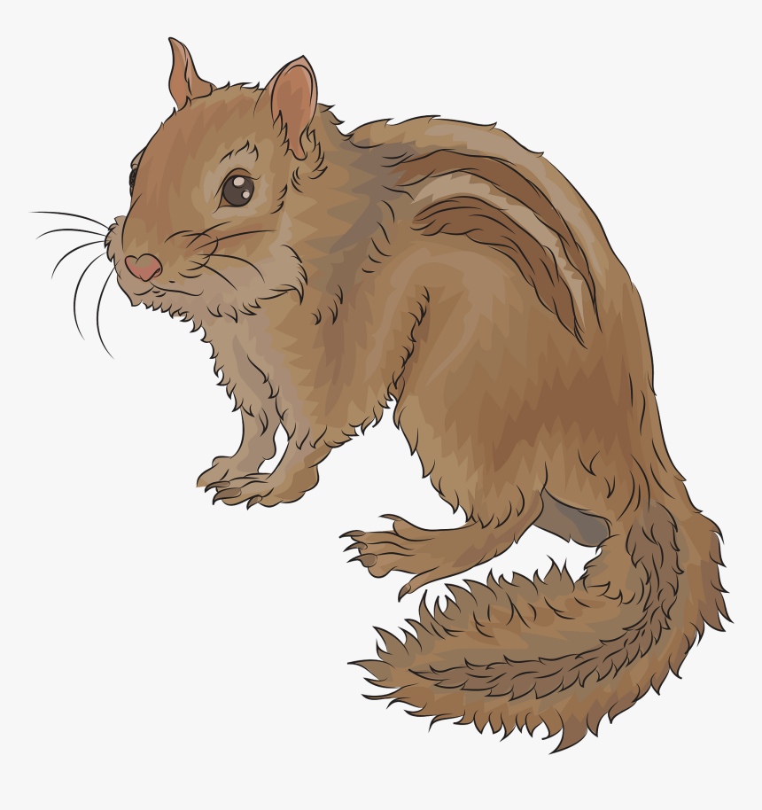 Ground Squirrels, HD Png Download, Free Download