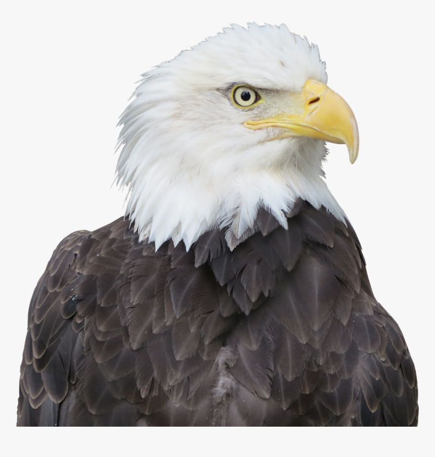 Bald Eagle, HD Png Download, Free Download