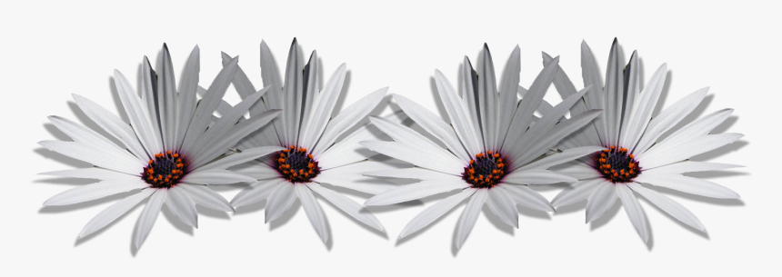 Gerbera, HD Png Download, Free Download