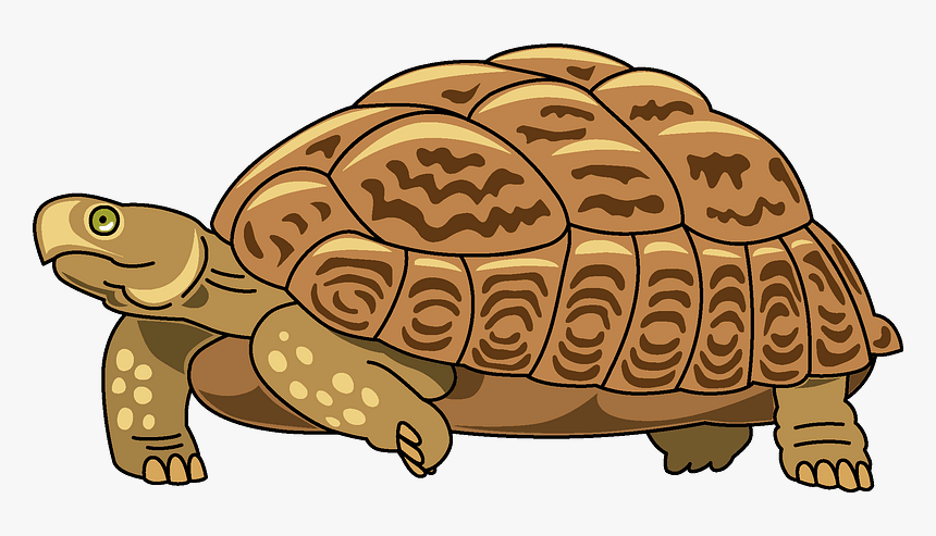 Turtle Clipart, HD Png Download, Free Download