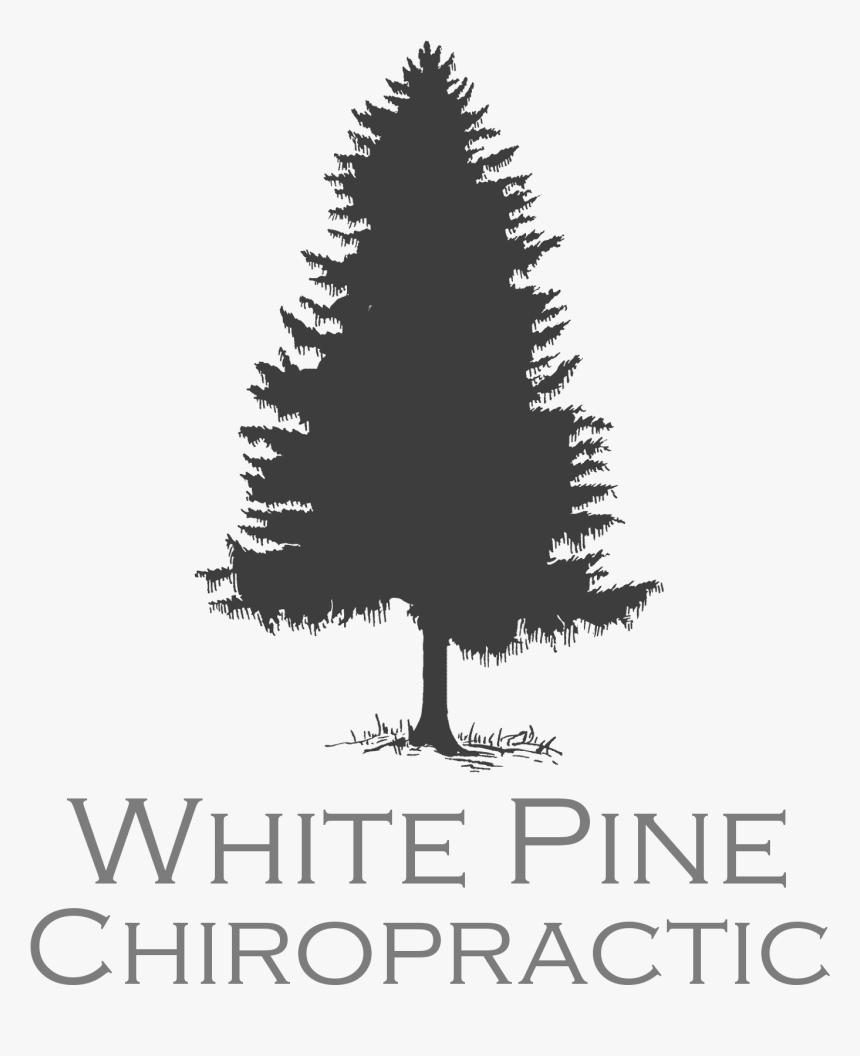 Washington State Pine Tree , Png Download - Silhouette Of Evergreen Tree, Transparent Png, Free Download