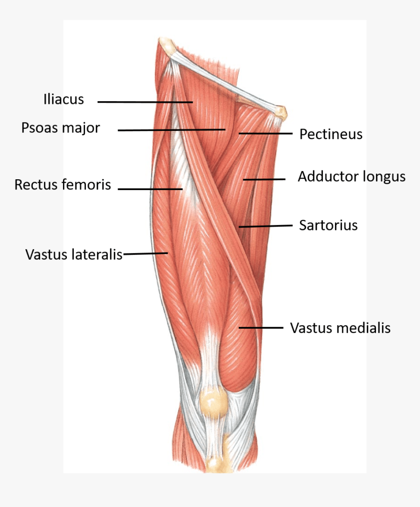 Transparent Femur Png - Ant Compartment Of Thigh, Png Download, Free Download