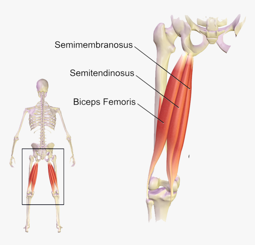 Transparent Femur Png - Hamstring Strain, Png Download, Free Download