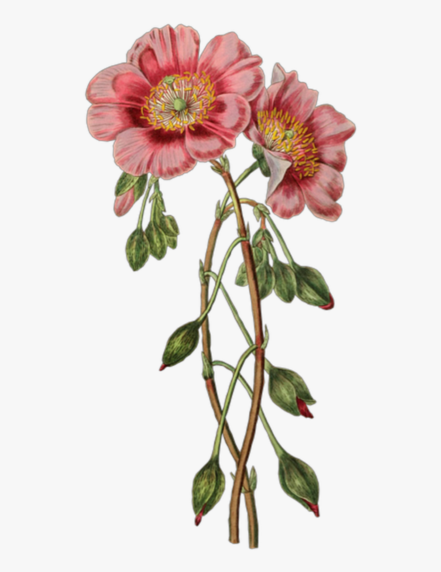 Flores Vintage Png - Botanical Flower Illustration, Transparent Png, Free Download